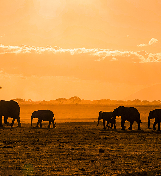 虎力全開，疫情兇猛他去非洲做了什么？